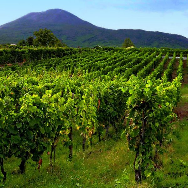 Si costituisce il Coordinamento Regionale Campano di Altragricoltura